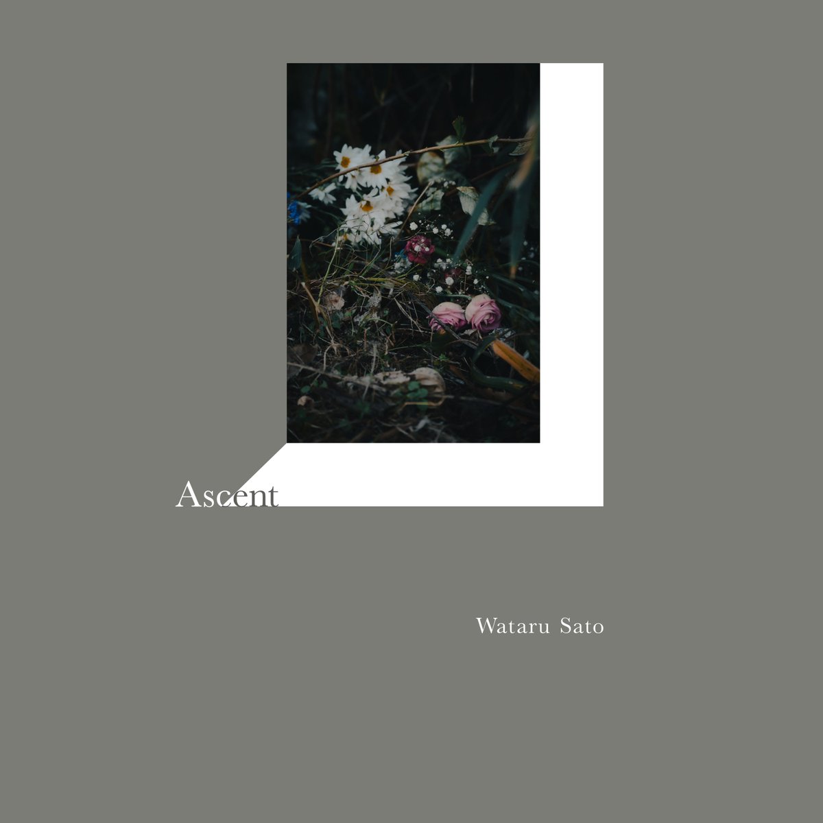 【New Release】

Ascent - Wataru Sato

配信シングル第２弾、リリースされました。微かにノイズをレイヤーしたピアノソロ曲です。
テーマは生命の昇華。
とても自分らしい曲だと思います。ぜひ。

Spotify：open.spotify.com/intl-ja/album/…

Apple Music：music.apple.com/jp/album/ascen…