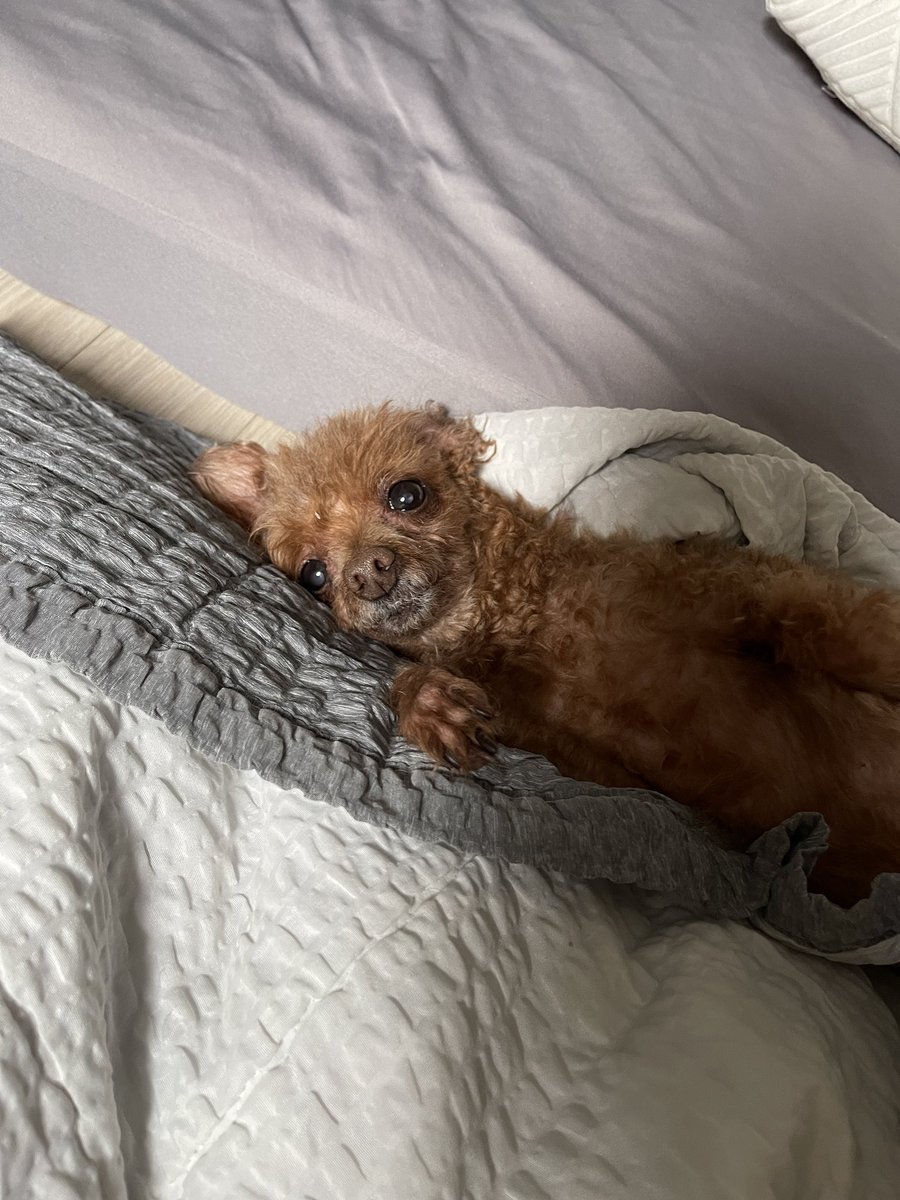 애플 (@lovelyapple1211) on Twitter photo 