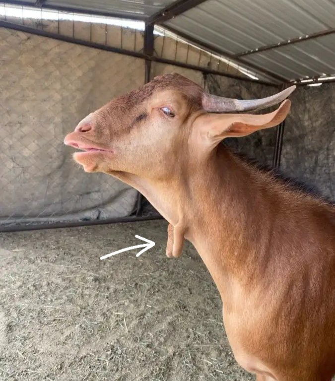 #عاشق_الماضي tweet media