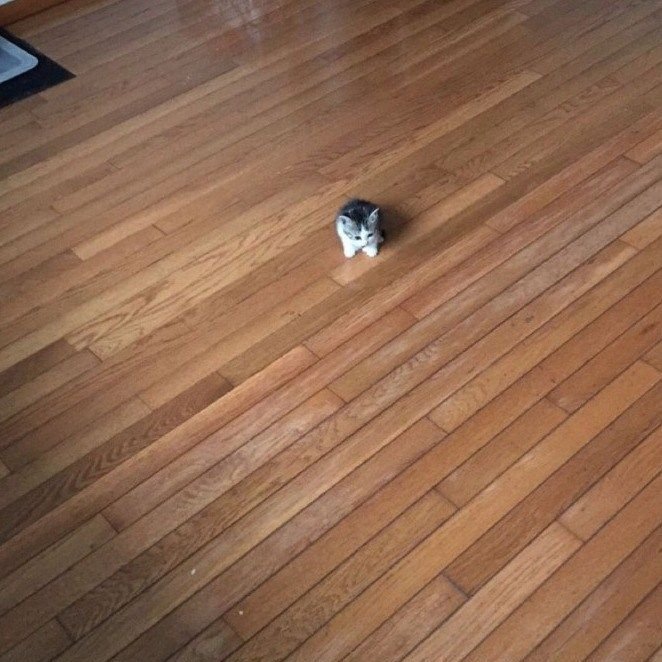 you know i bite the way i bark