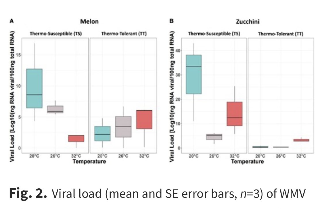 ViralEPEE_Lab's tweet photo. Thermotolerance elicits specific genes in cucurbit plants as a response to the combined effect of viral infection and temperature stress 👉🏻https://t.co/dTloEa5S4f. 🏷️#plantpathology #virus #cropResilience. @JXBot @CEBAS_CSIC https://t.co/Z7F7oECd0g