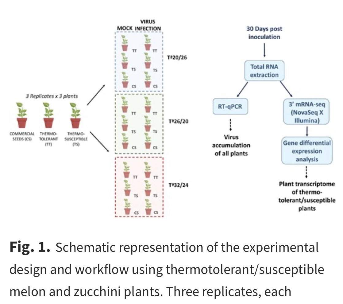 ViralEPEE_Lab's tweet photo. Thermotolerance elicits specific genes in cucurbit plants as a response to the combined effect of viral infection and temperature stress 👉🏻https://t.co/dTloEa5S4f. 🏷️#plantpathology #virus #cropResilience. @JXBot @CEBAS_CSIC https://t.co/Z7F7oECd0g