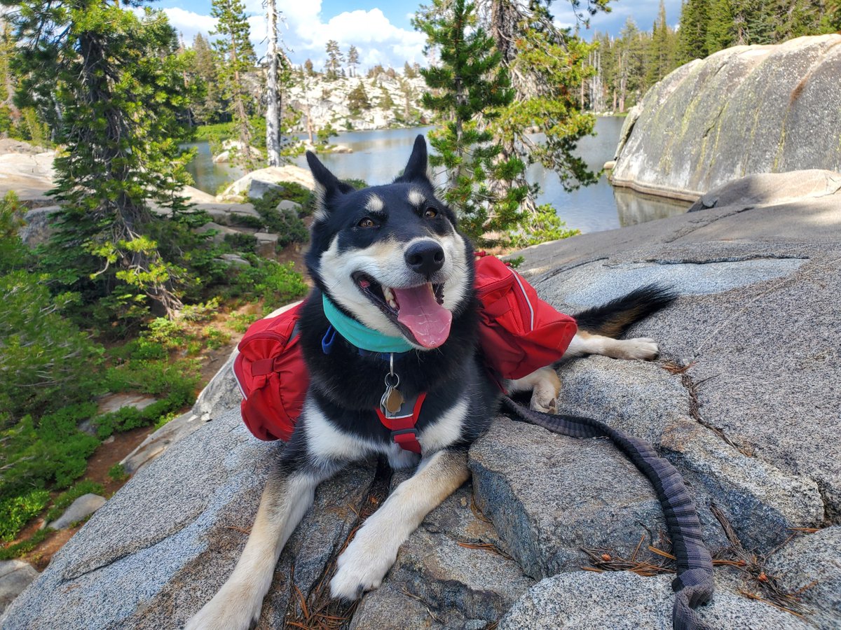 National Forest Fdn. tweet media