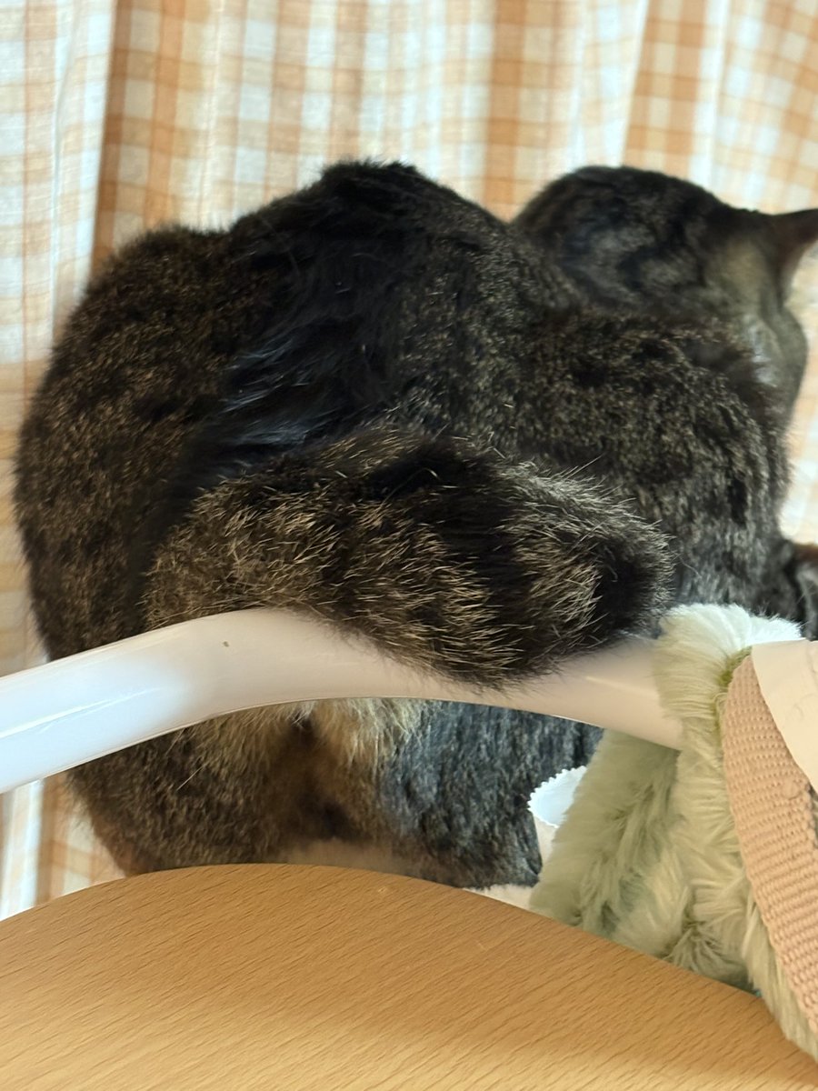 私の猫彼氏は

私が5センチ離れたら10センチ詰めてめり込んでくるような…水槽掃除するために距離離れたら機嫌激悪になるような、激甘ストーカーメンヘラ君です。

ヘンテコな尻尾はよく私のベットの柵に引っかかります

おちりの穴が丸見えになりながら大半の夜は過ごします

愛されるっていいですね