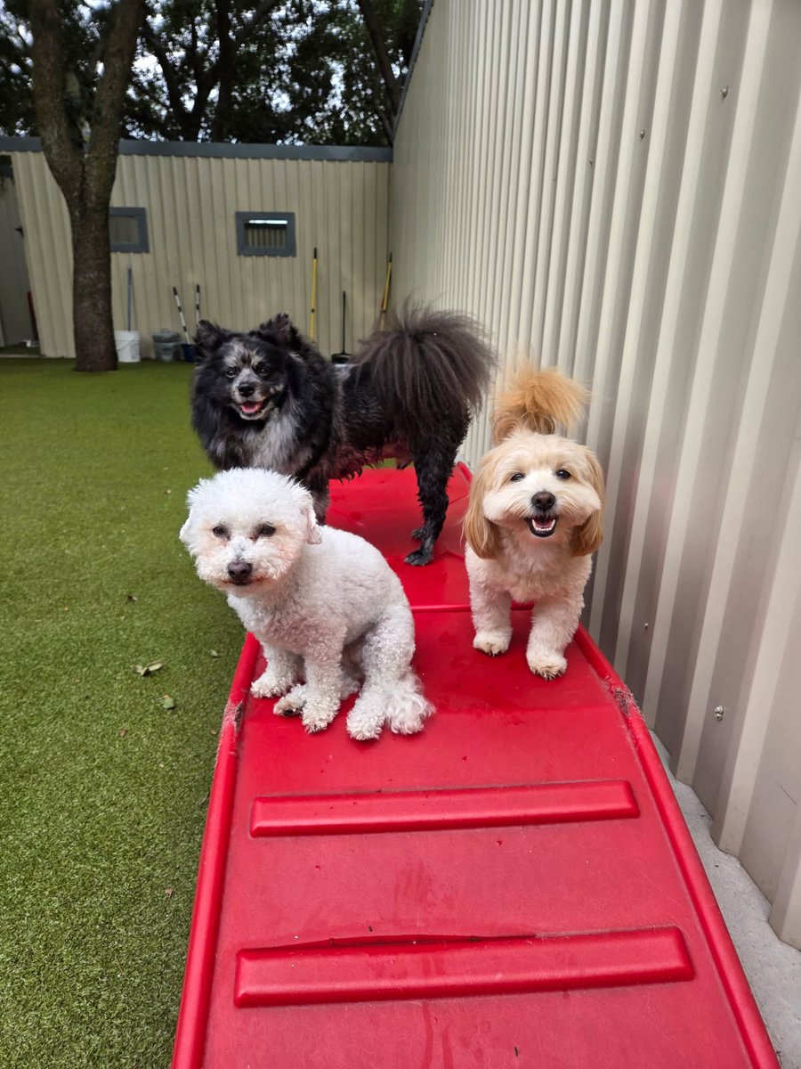 metro_plano's tweet image. Squad goals: Three little adventurers conquering the daycare ramp like it's Everest 🐾🐶
#MetroAnimals #PlanoTexas #DogsOfTexas