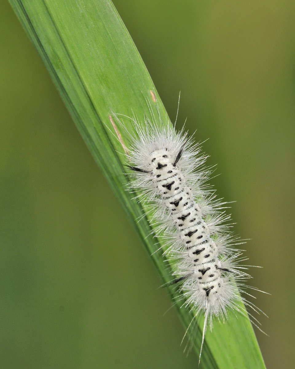 They might be cute and fluffy...but don't touch them! The Hickory Tussock Moth Caterpillar is a venomous caterpillar that has recently been spotted in Eastern Ontario...and in the park! To learn more visit: eohu.ca/en/my-environm…