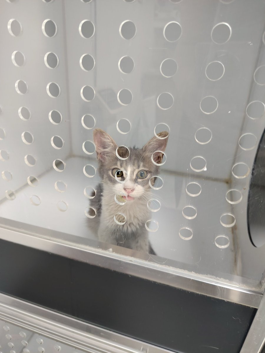 Bu şaşkın kişi için klinik desteğine ihtiyacım var. Perşembe anestezi alıp almayacağına karar verecek veterineri diş temizliği için. Şimdilik anestezi olmadığı senaryo için yaklaşık 6500 borcumuz var.