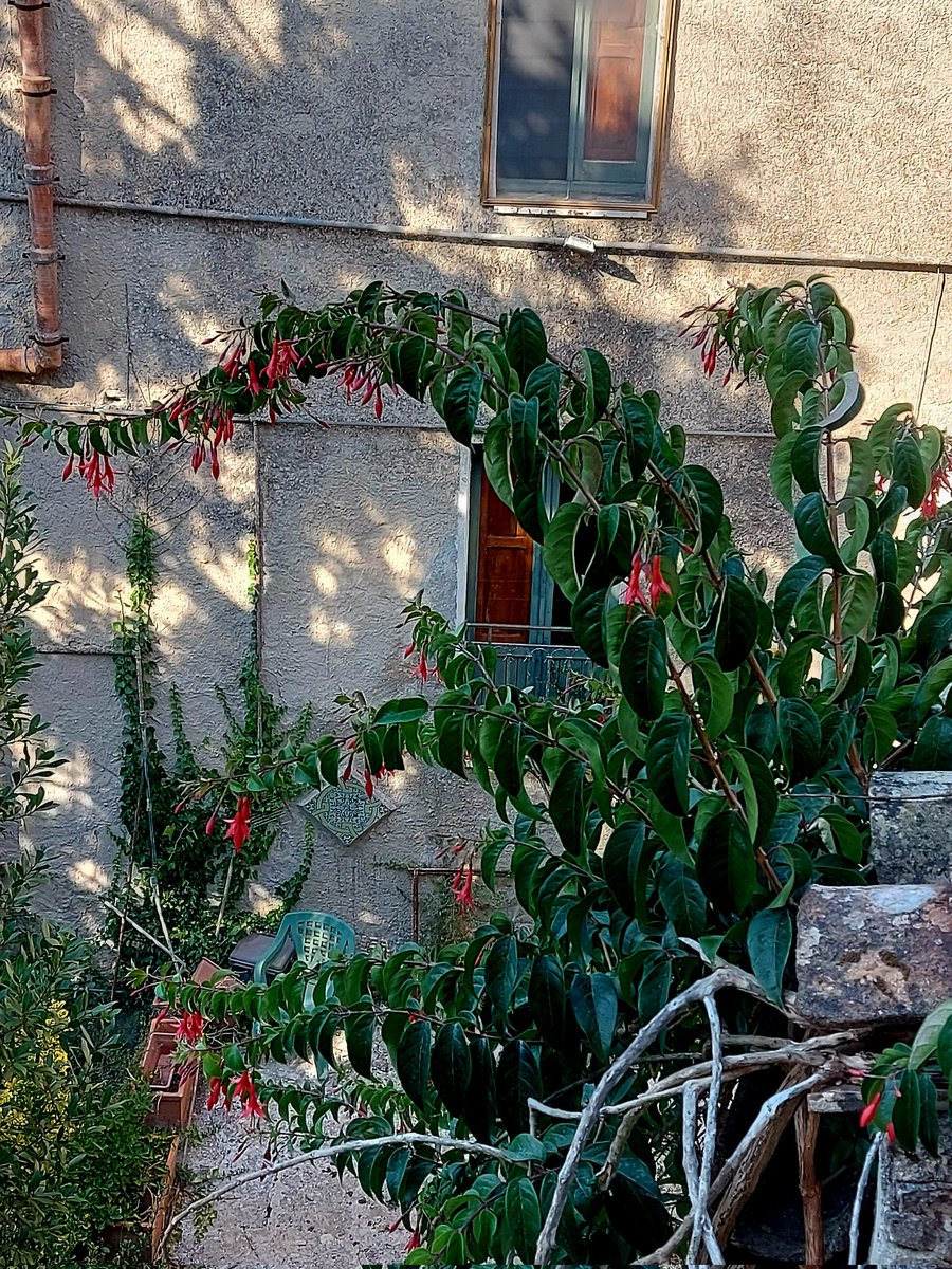 Lo hanno strappato mille volte, ma ogni volta è tornato più verde e più fiorito: certe radici non si arrendono mai.

#VoceEDelizia

📸my pic