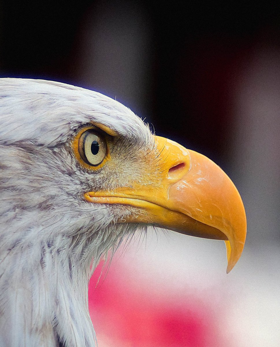 SLBTurkiye's tweet photo. Odaklan! 👁️ 🦅 #UCL https://t.co/aJl7ksSbET