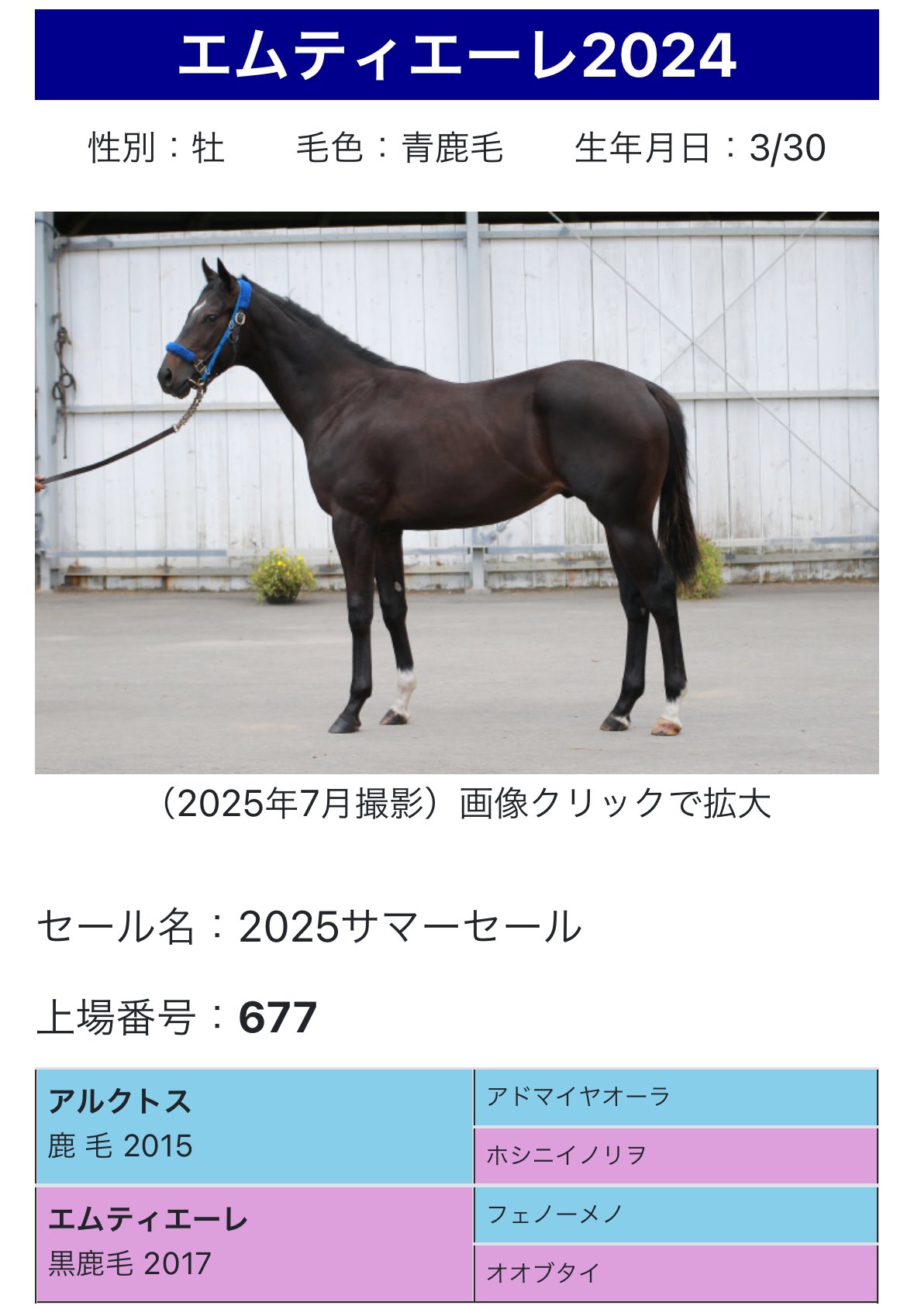 POCONICO　馬ハート馬スネ肉スティック PETEMO 馬肉スティック 40g（4560363898127）｜犬フード・おやつ