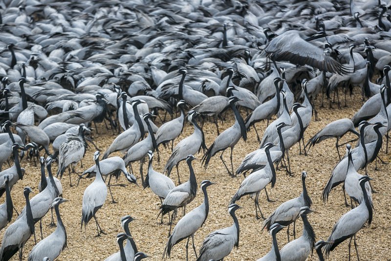 birdtripper's tweet photo. Birding Korgalzhyn Nature Reserve in Kazakhstan.  https://t.co/YSP1V1IA8o #birds  #birdphotography  #birdwatching  #birds  #birdsphotography  #birding #Kazakistan @Kazakhstan https://t.co/jr5rUs9ajR