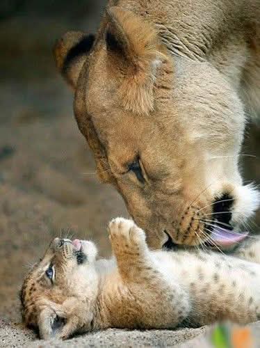 drhafezster's tweet photo. Absolutely stunningly gorgeous 🥰
Best Photo of The Day!🥰❤️😍
#lion #wildlife #lionking #lions #animals #love #nature #art #africa #tiger #king #photography #tattoo #lioness #safari #wildlifephotography #liontattoo #animal #cat #bigcats #instagram #leo #wild #lionsofinstagram https://t.co/E5gdKU5w9p