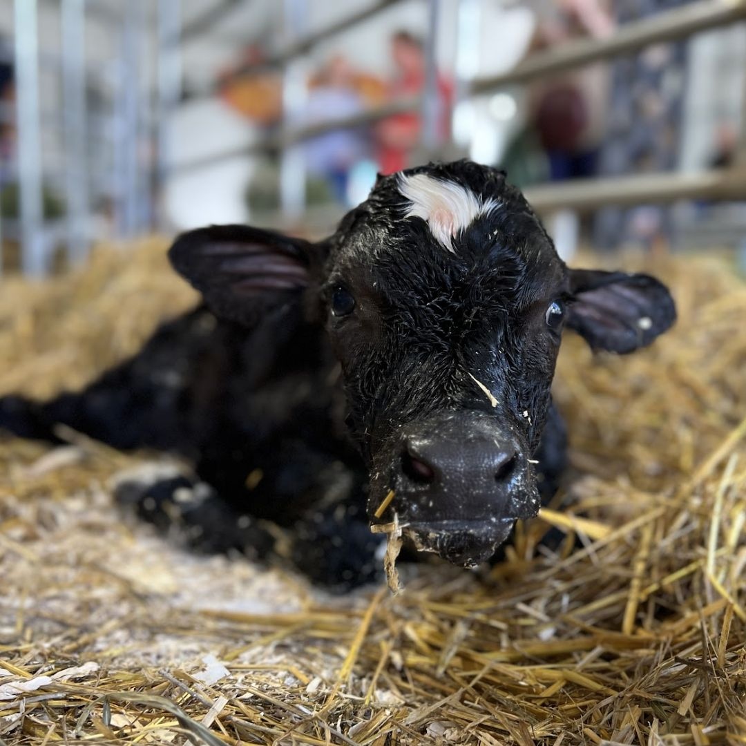Help Us Name a Newborn Calf!

Comment ONE name below!
We’ll put the top picks up for a vote, letting YOU help choose the final name!

Drop your best calf name idea below and stay tuned for the voting round! 

#NameTheCalf #DairyCowBirthingCenter #FarmFun #CalfNames #namingcontest