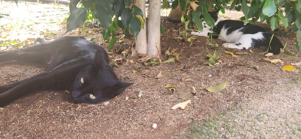 //found the gays in Spain