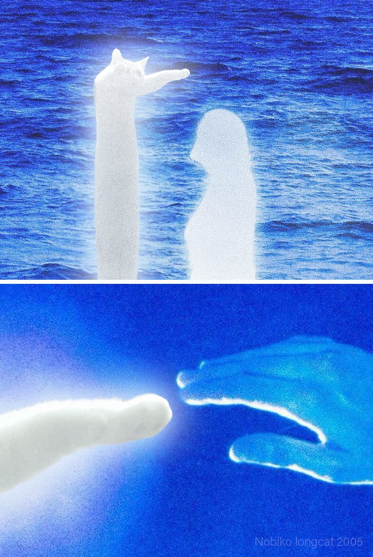 NOBIKO LONG CAT (@nobikocto) on Twitter photo 