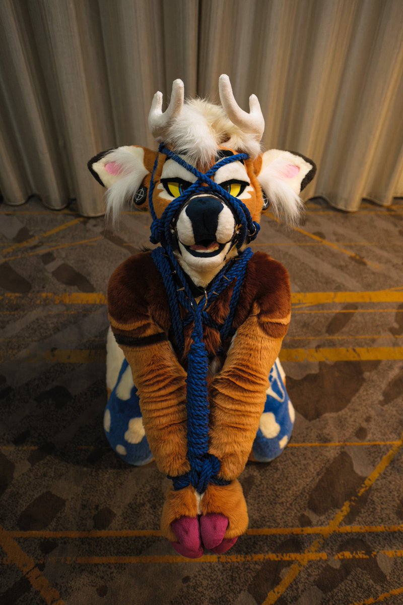 Shibarki.bsky.social🪢🔞 (@shibarki) on Twitter photo It seems the catch ended up enjoying the snare?
#TiedupTuesday
🦌: <a href="/MojoYote/">Aspen (Ghostface Deer)</a>
📷: <a href="/butlerisatiger/">Butler 🛸 FD</a> It seems the catch ended up enjoying the snare?
#TiedupTuesday
🦌: <a href="/MojoYote/">Aspen (Ghostface Deer)</a>
📷: <a href="/butlerisatiger/">Butler 🛸 FD</a>