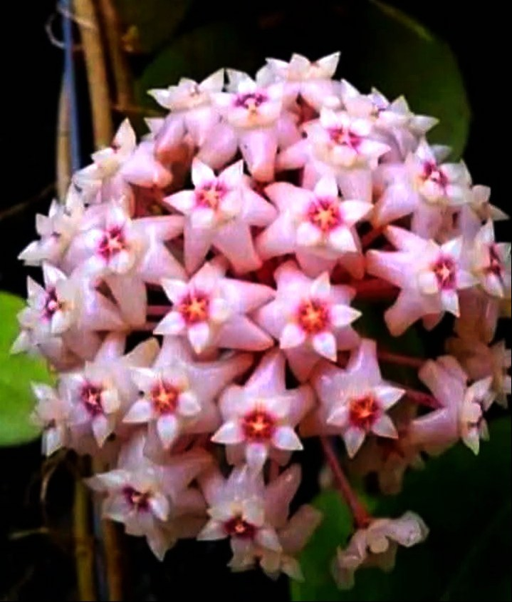 FMARTELGON's tweet photo. Flor de cera https://t.co/Z6dn7yahv2