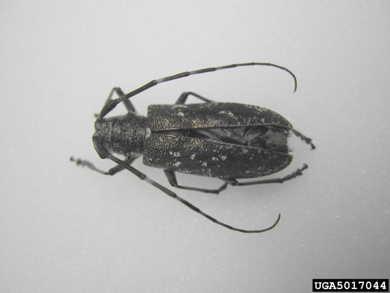 AUGUST IS CHECK YOUR TREE MONTH: ASIAN LONGHORNED BEETLE (ALB). There are two specific native beetles that are easily mistaken for ALB. The cottonwood borer and the whitespotted sawyer. See our photo comparisons. Suspicious insects can be reported at DEPP@dnr.IN.gov