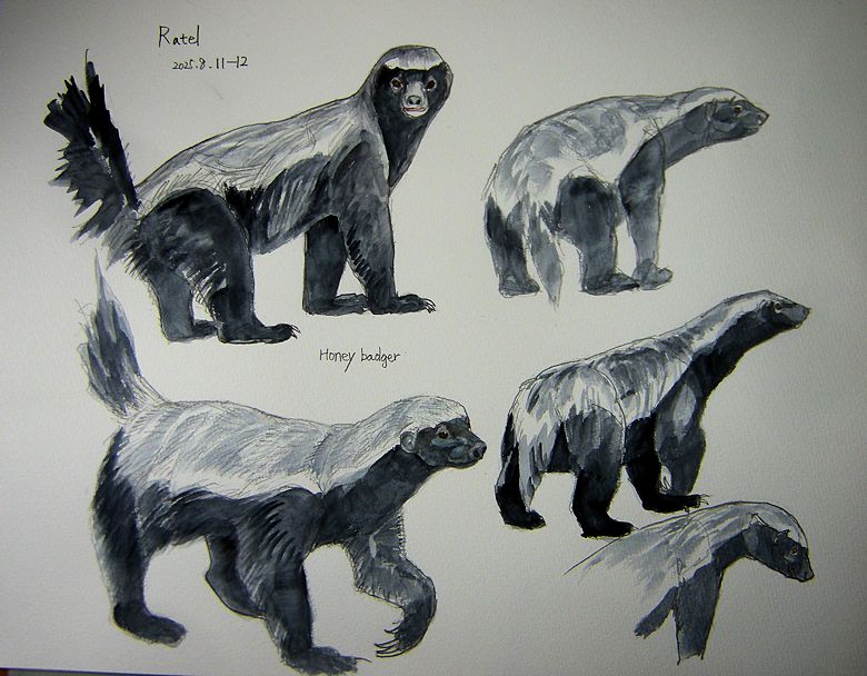 haiiromizunagi's tweet photo. いつもの所Ⅰで #ラーテル #Ratel #HoneyBadger #Mellivora #Mellivorinae の続きを #大人の鉛筆 で下描き #水彩 で着色 #スケッチ #ドローイング 描く程に、昨日の種との相違を愉しむ事に‥実際はそう単純ではないのだが面白い。その後 #グリソン #Grison #Galictis #Ictonychinae を水彩紙に下描き。 https://t.co/xqNtRUtKIs