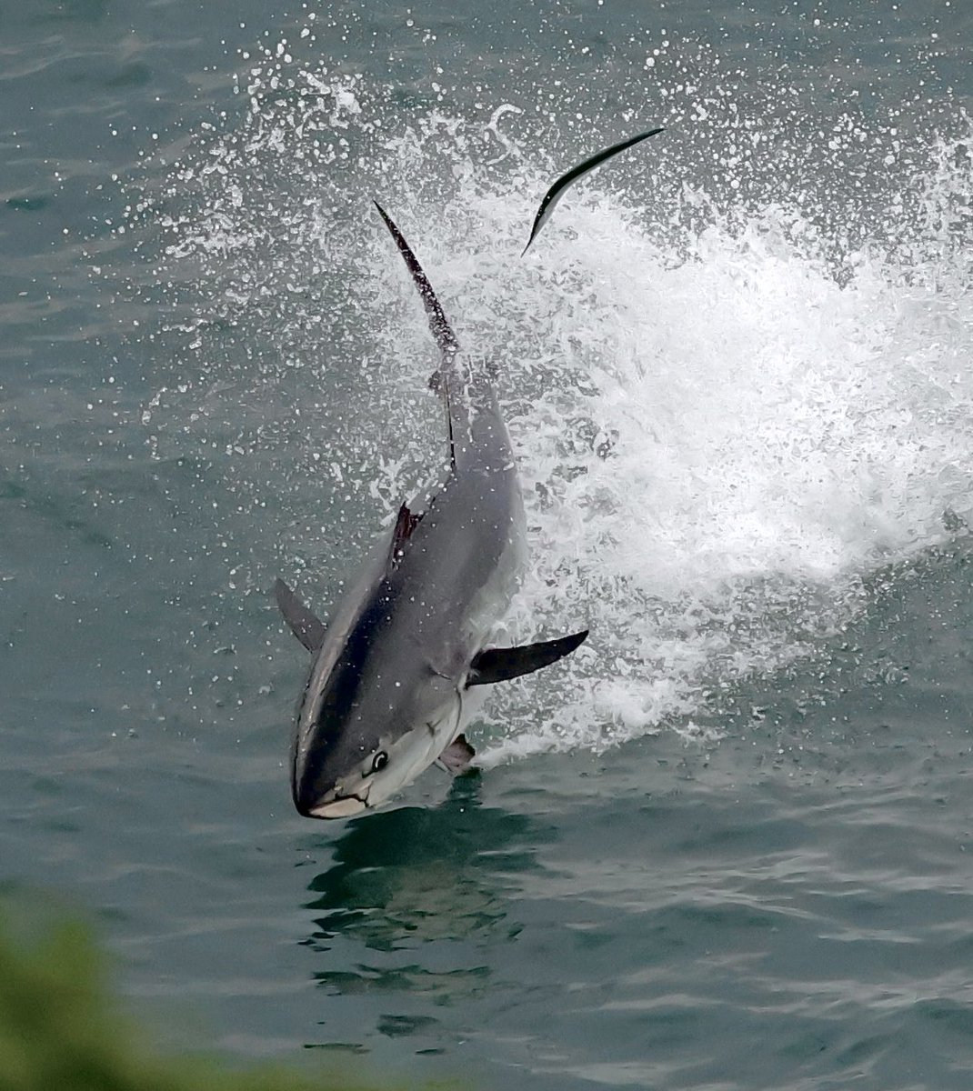 Steve Sanderson tweet media