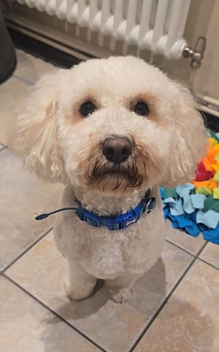 🏡 Fantastic news! After four days, FINN has been found SAFE!❤ #REUNITED