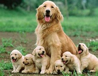 Mother dog with her puppies