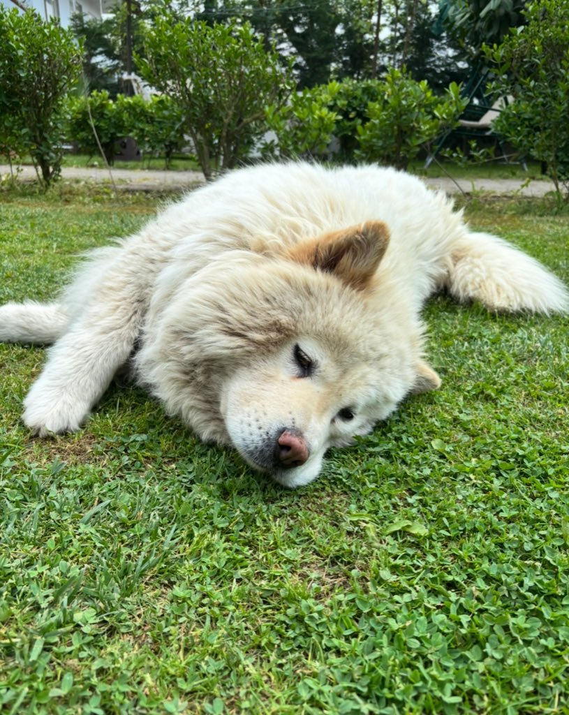 Sahipli köpeğimi, Düzce/Çilimli’de evimizin önünde, diğer köpeğimin “şahit bulunmamasına karşın kuzusunu yediği iddaasıyla” vurarak öldüren Aziz Kurt’u herkes tanısın; yaysın.

Bu aşağılık şerefsiz, Jelly’yi öldürdü az önce.

Yalvarırım bana hukuki zeminde ne yapabileceğim