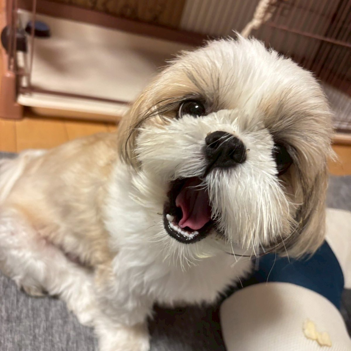 🐶&lt;PRじゃないなら先に言ってよ💢PRの顔しちゃったじゃん💢無償労働禁止💢