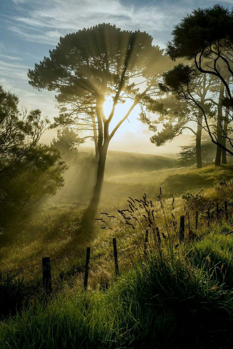 ein Weg 🍃 🍀 🌳 🌲 🌱 #nature 💐 🌞