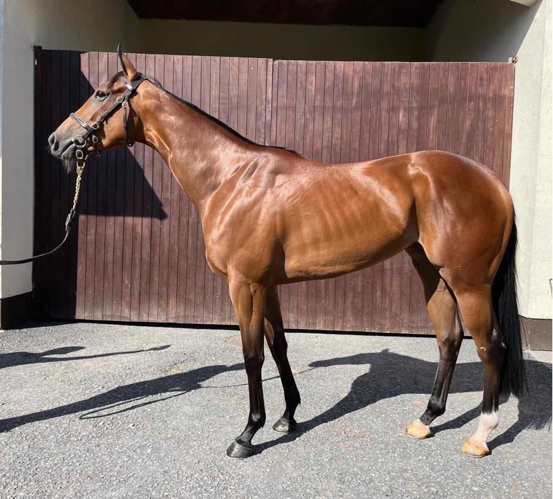 Syndicates.Racing (@syndicateshq) on Twitter photo What if we told you a half sister to a Coventry winner sells tomorrow without reserve?
Our Masked Angel, a half sister to a Coventry winner Buratino, sells tomorrow on <a href="/tatts_online/">Tattersalls Online</a>.
A lovely straight forward filly, we think she’ll win a race too. What if we told you a half sister to a Coventry winner sells tomorrow without reserve?
Our Masked Angel, a half sister to a Coventry winner Buratino, sells tomorrow on <a href="/tatts_online/">Tattersalls Online</a>.
A lovely straight forward filly, we think she’ll win a race too.