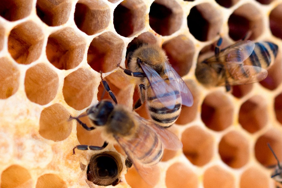 beebuiltsupply's tweet image. Strong hives start with healthy brood. 🐝
Tip: Regularly inspect brood patterns, a solid, even pattern means your queen is thriving.

📸: Meggyn Pomerleau

#BeekeepingTips #BeeHealth #BroodPattern #ApiaryLife #BeeBuilt #BeekeepingCommunity #SustainableBeekeeping