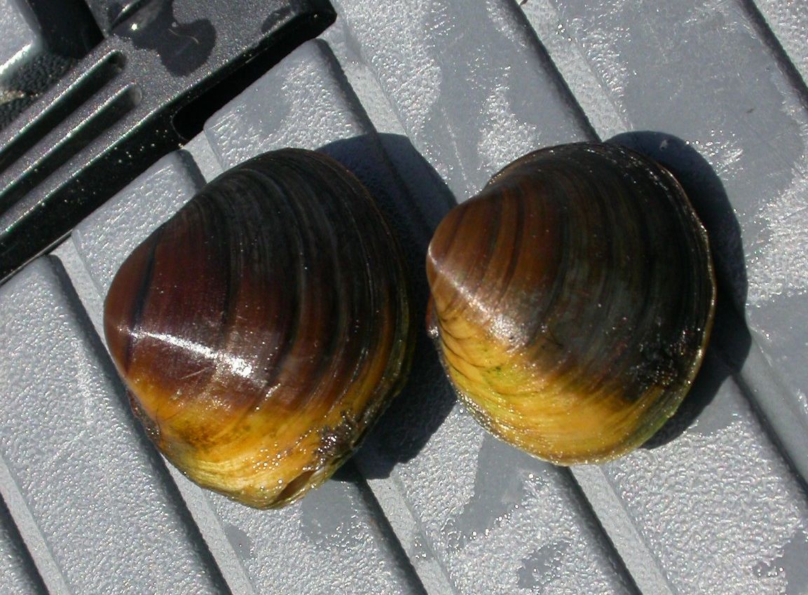 The round hickorynut and kidneyshell are freshwater mussels found in southern Ontario, where invasive species pose their greatest threat. 

The progress report has been posted. Learn more: ow.ly/CSzY50WEGGW