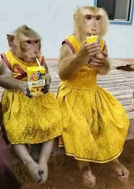 mr_hodak's tweet photo. #_Gajabbb....राखी के पैसों से मौज मस्ती #_enjoy करती हमारे ग्रुप की दो होनहार कर्मठ जुझारू एडमिन साहिबा @Paagal_chori & @kavitaSharma_1 ....वाह जी वाह मान गये 🧐🫣😳😉😀🙈 https://t.co/HptzaJp69S