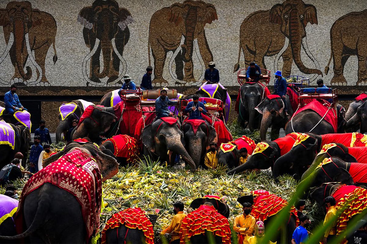 Today is #elephantday !
Did you know:

 The elephant is a religious symbol in Thailand.

The elephant is a royal symbol in Thailand.

There's a yearly festival to honour Thailand's elephants.

Elephants appear in many official seals.

Thai elephants were once used in wars.