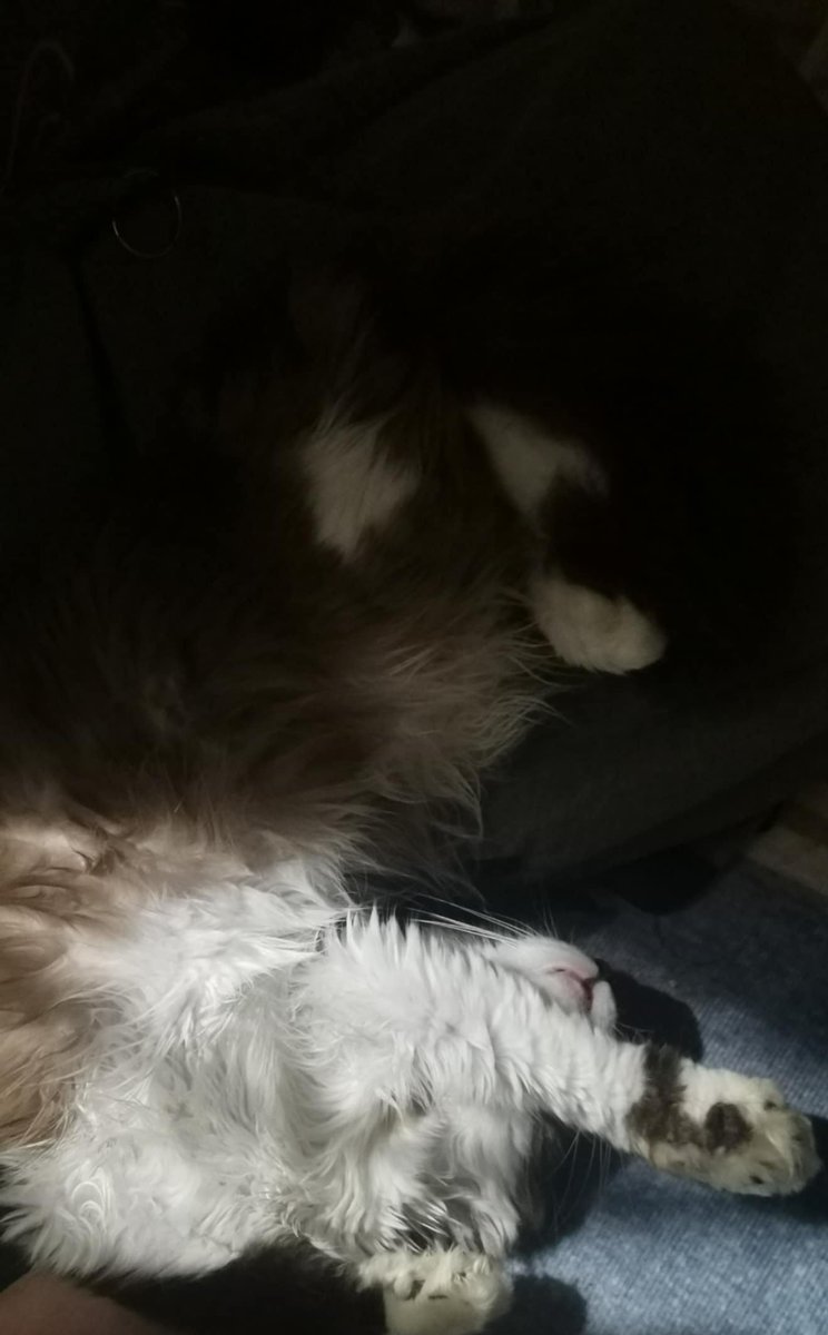 TessaNameless's tweet image. Ayt! Nanay's been too busy with stuffs and you slept down the PC Table...😥Sorry my babie.

Let's cuddle to sleep now.

#BlindKitty #MOCH