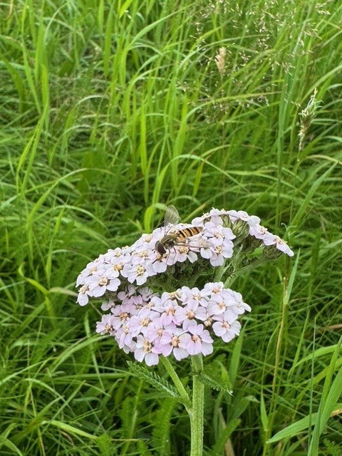 National Plant Monitoring Scheme (@thenpms) on Twitter photo Have you completed your later summer survey yet? There's still time to get out there to collect that all important data. Even if you didn't do your late spring/early summer survey. Thanks for all your efforts this season.  #npms #botany #plantsurvey #volunteer Have you completed your later summer survey yet? There's still time to get out there to collect that all important data. Even if you didn't do your late spring/early summer survey. Thanks for all your efforts this season.  #npms #botany #plantsurvey #volunteer