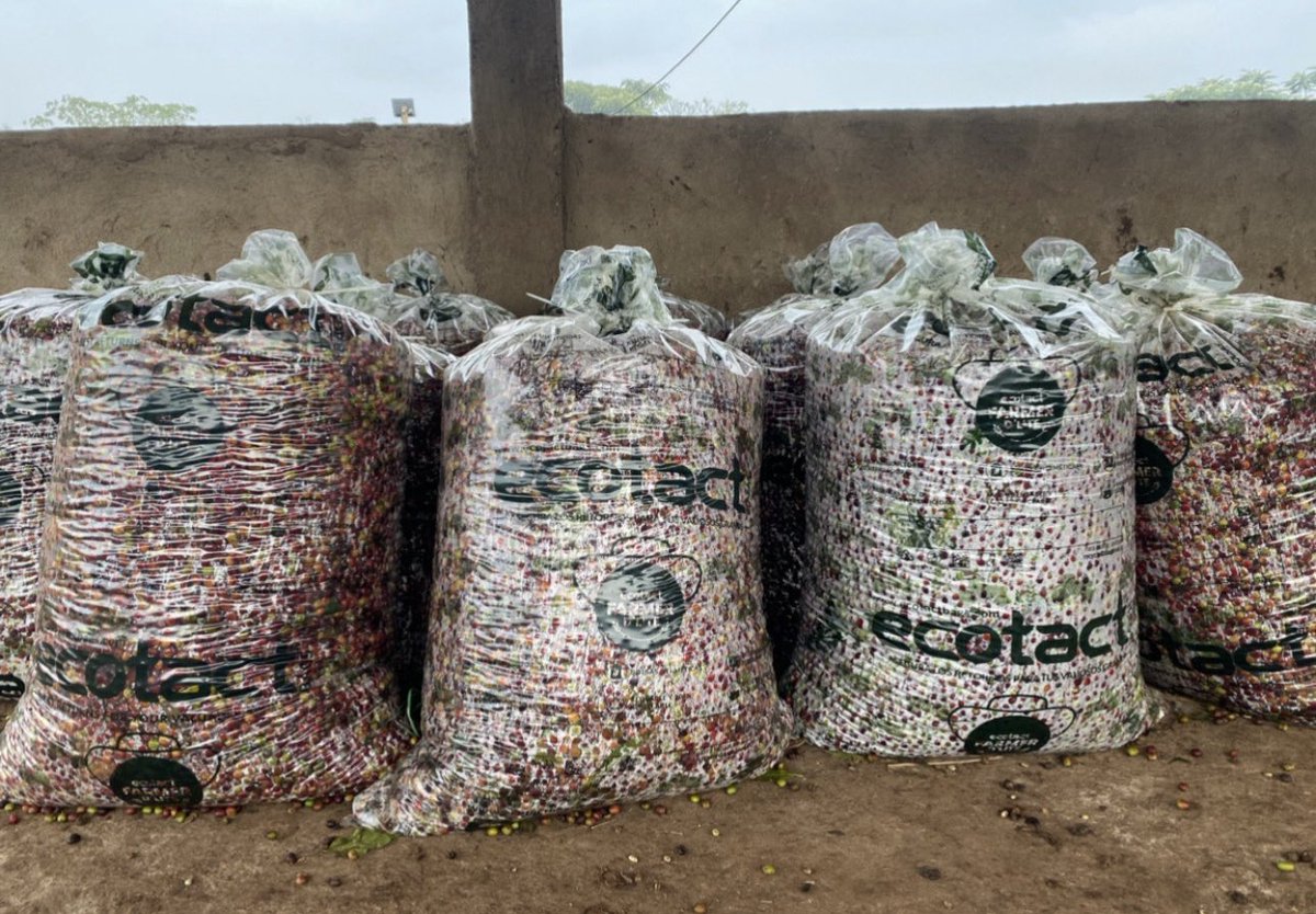 AddisExporter's tweet image. Sealed for perfection!
Using Ecotact Farmer D'lite bags for clean, controlled anaerobic fermentation, locking in flavor from cherry to cup.