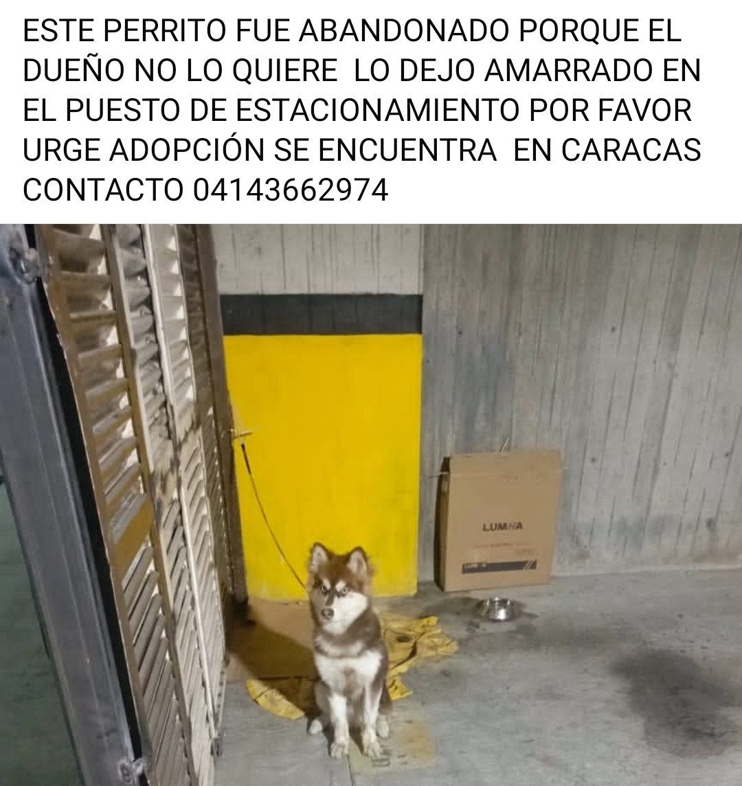 PerroUsuario's tweet photo. URGE hogar temporal o definitivo, Caracas https://t.co/5q1AoGbWrW