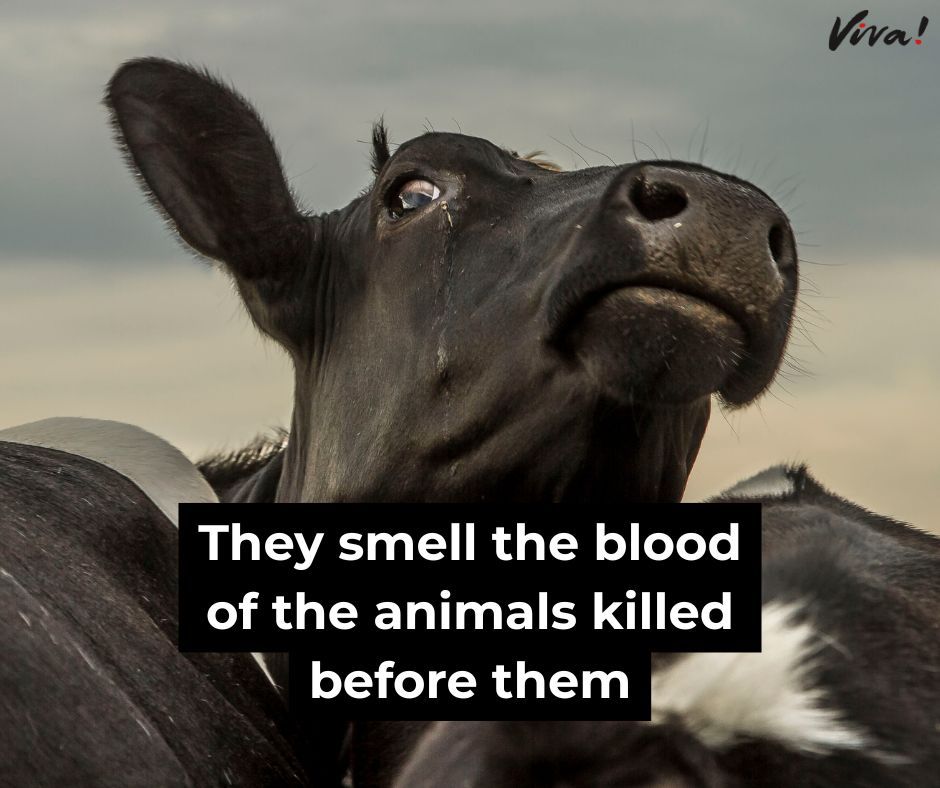 Cows can smell blood up to 4 miles away. They know what's coming and they wait in terror. 💔 

Don't support their suffering. Choose vegan instead 🐮