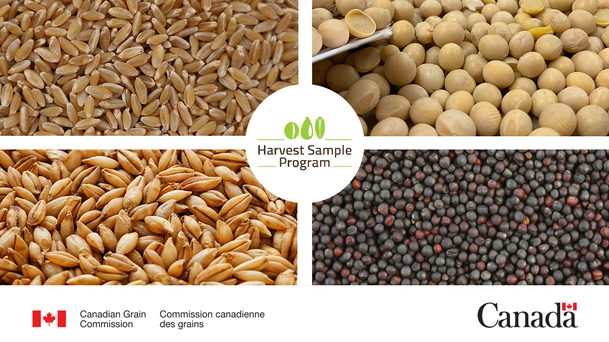 Did you know participating in the <a href="/Grain_Canada/">Canadian Grain Commission</a> Harvest Sample Program supports research to mitigate grain quality issues and help develop new markets for your crops? 

Learn more and sign up today: ow.ly/rJ6e50WxHzf

#cdnag #westcdnag #MbAg