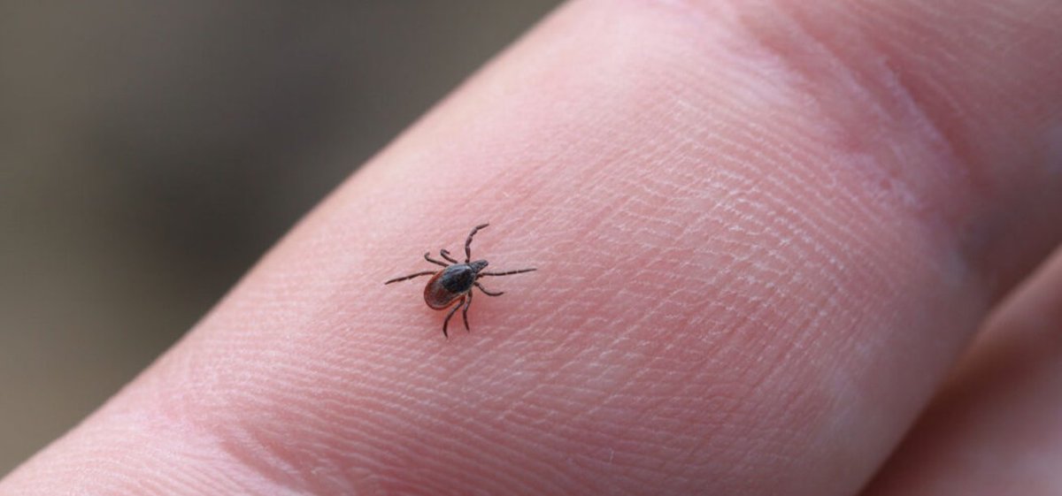 En el monte no estás solo… 🕷️ Descubre cómo evitar las garrapatas y qué hacer si te pican.

👉 forumsport.com/es-es/blogs/mo…