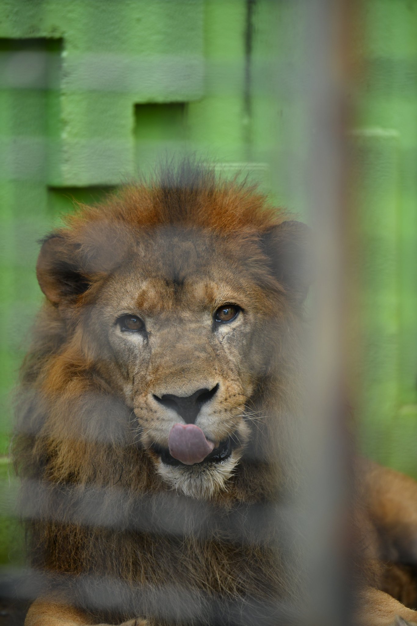 キティ 根付け 動物園限定 どうぶつえん ピンク ライオン 2007 キティ 根付け 動物園限定 どうぶつえん ピンク ライオン 2007