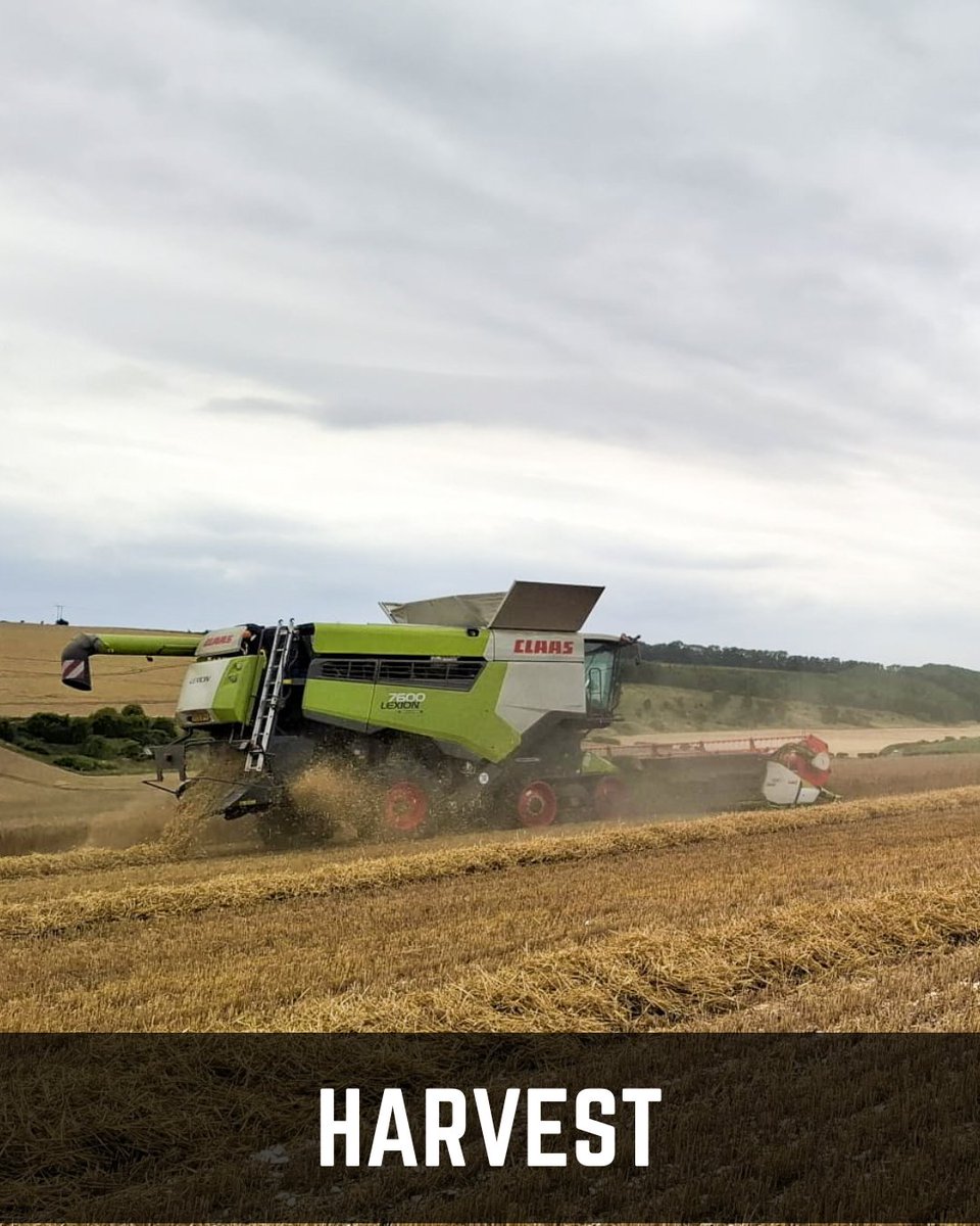 Heading into our second harvest—winter wheat &amp; spring barley, the heart of your favourite Wold Top beers! Once gathered, we’ll drill cover crops to rest the soil &amp; boost next year’s crop. Farming with the future in mind—from grain to glass. 🌾🍺 #Harvest2025 #FromGrainToGlass