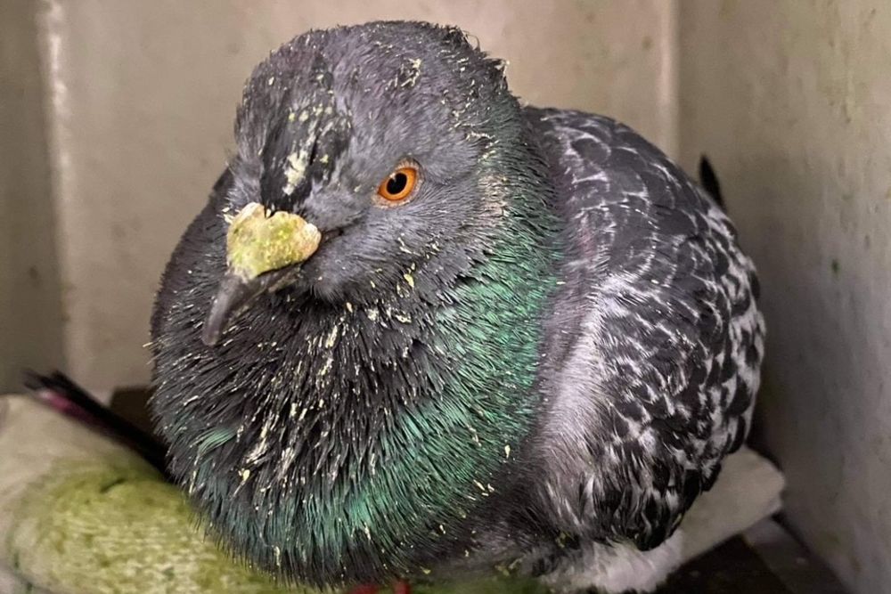 Pigeons suffer from a variety of diseases,  that can be passed on to humans.  Psittacosis, a form of pneumonia, and histoplasmosis, which can spread to other organs from the lungs. Left untreated, it weakens  the lungs and could also lead to secondary infections and even death.