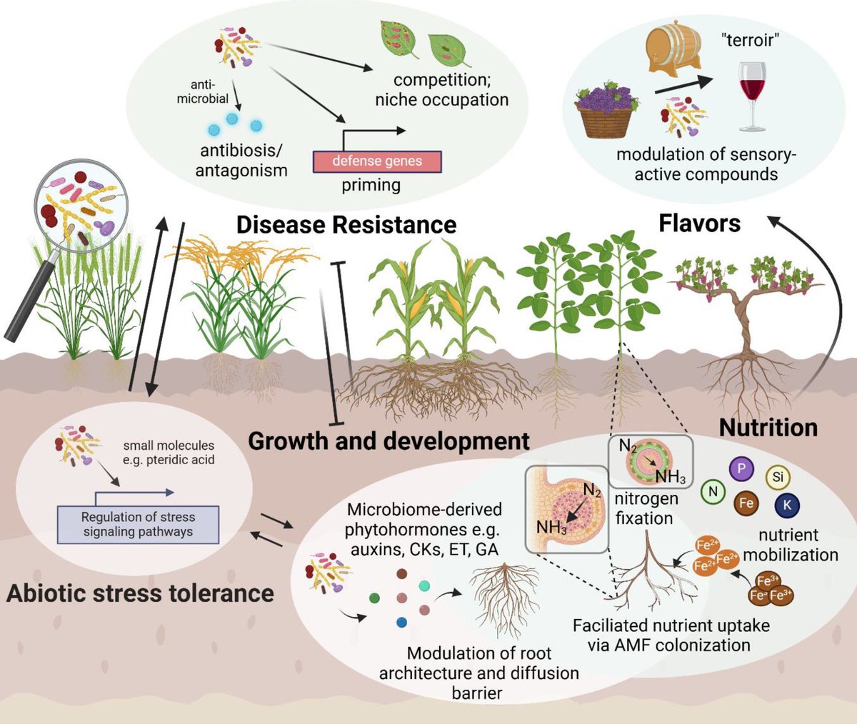 Potential and challenges for application of microbiomes in agriculture (Charles Copeland , Paul Schulze-Lefert , Ka-Wai Ma)  doi.org/10.1093/plcell… #PlantSci <a href="/ASPB/">ASPB</a>