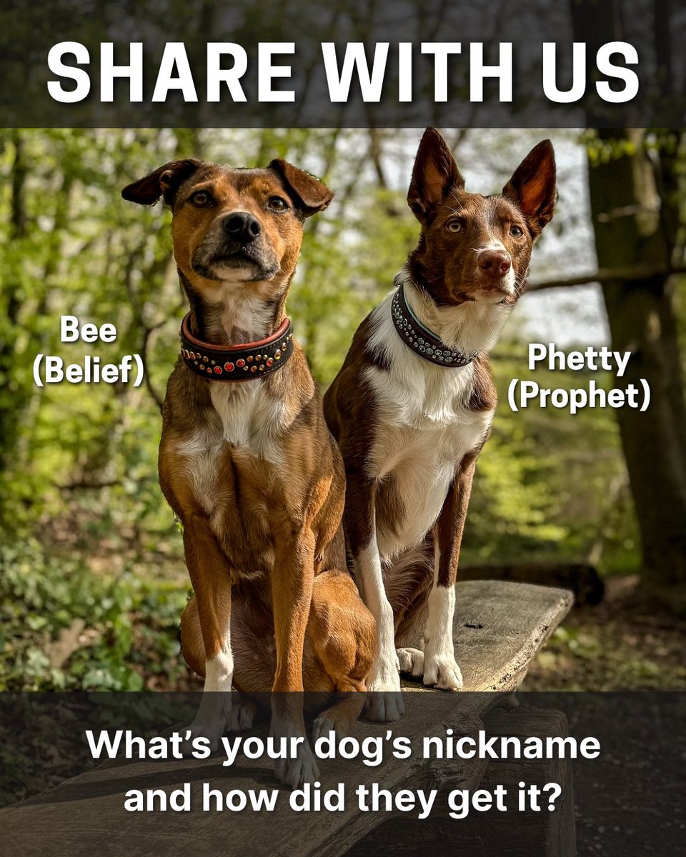 susangarrett's tweet image. Share with us in the comments: What's your dog's nickname and how did they get it? 🤔🐕 #dogsthat #susangarrett #dognicknames #dognames #sharewithus #bordercollie