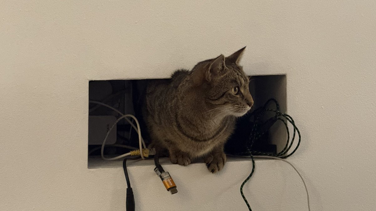 Replaced my Sky box with a cat. Massive upgrade.
