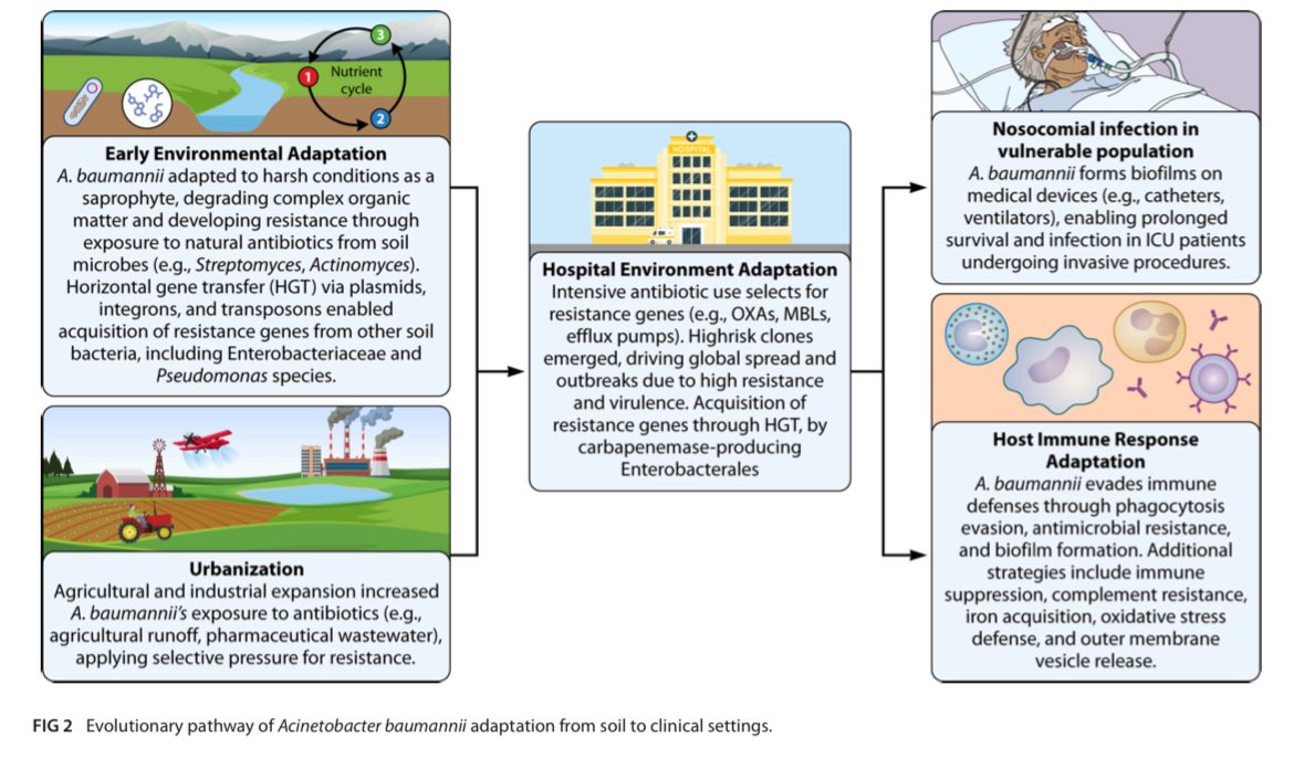 AliSMV7's tweet photo. Drug-resistant Acinetobacter baumannii: mortality, emerging treatments, and future pharmacological targets for a WHO priority pathogen

https://t.co/3JqnJZ0DAS https://t.co/Y5rk3JKBmV
