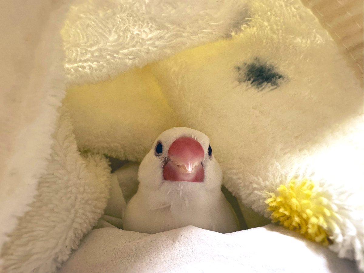 🍉椋鳥🍎🐦‍⬛🥛🫛🍓🐈‍⬛🕯️🥦🍒🐕‍🦺🕊️🫑🍅🐃🦢🥬 (@mukudori_1) on Twitter photo 