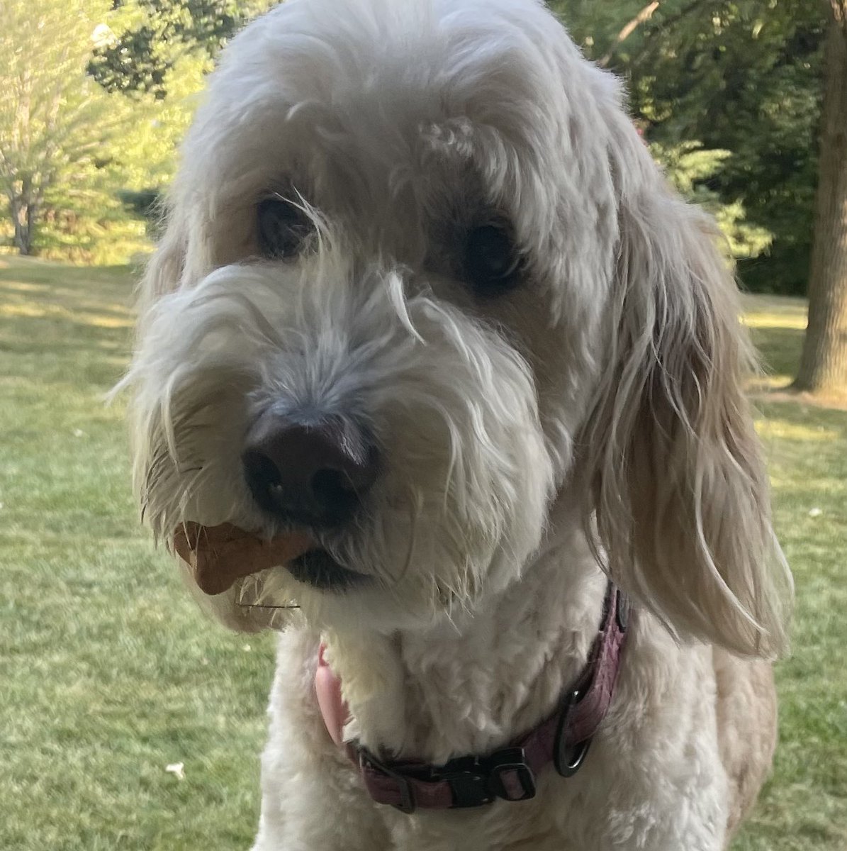 SkyeAdventures's tweet image. Treat? What treat? What makes you think I picked up the treat from the table? No evidence. None. Zip. Zero! 🤣🐾💗 #dogsoftwittter